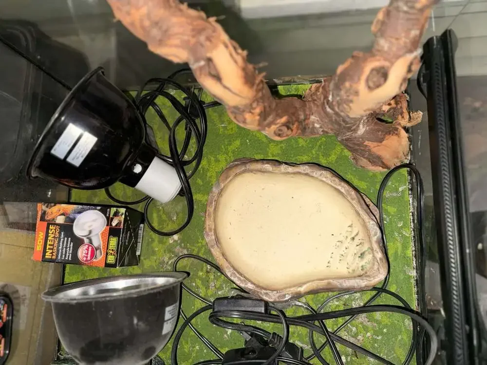 Exo Terra Glass Front-Opening Reptile Terrarium Full Setup with Accessories